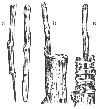 Рис 5 Прививка за кору с седлом а черенки вид сбоку и спереди б - фото 5
