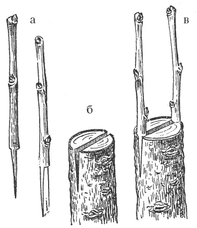 Рис 6 Прививка в полный расщеп а черенки б расщеп на подвое в - фото 6