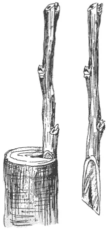 Рис 7 Прививка в полурасщеп На тонких сучках в 2 см прививку делают только - фото 7