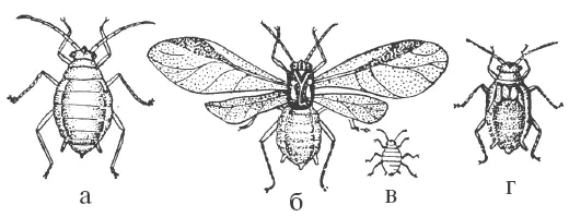 Рис 9 Яблонная тля а бескрылая самкаосновательница б крылатая - фото 9