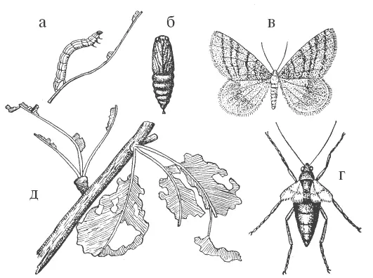 Рис 10 Зимняя пяденица а гусеница б куколка в самец г самка д - фото 10