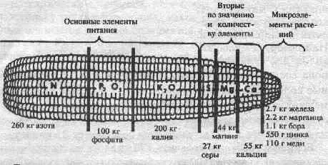 Такое количество питательных веществ удаляется с гектара почвы с урожаем - фото 22