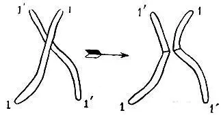 Рис6 Кроссинговер Слева две гомологичные хромосомы в контакте справа - фото 9