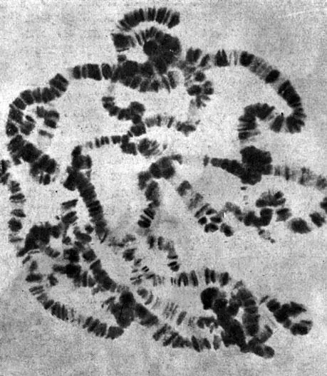 Таблица IV Покоящееся ядро клетки слюнной железы мушки Drosophila - фото 11