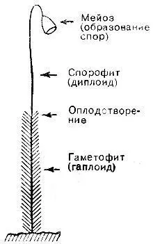 Рис5 Чередование поколений Покрытая листочками нижняя часть представляет - фото 8