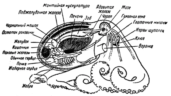 Осьминог Кальмары и каракатицы тоже головоногие моллюски От осьминогов они - фото 1