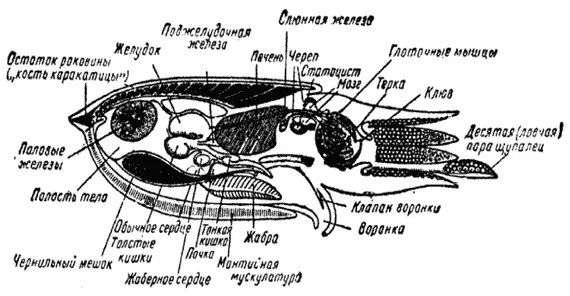 Каракатица Кальмар Раковина у каракатицы известковая пластиночка у - фото 2