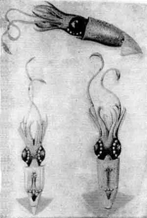 Кальмар Чудесная лампа его тело украшено диадемой из драгоценных камней - фото 37