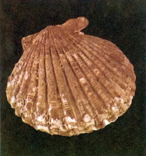 И в природе и в архитектуре оси симметрии служат опорными элементами или - фото 20