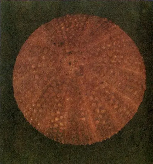 И в природе и в архитектуре оси симметрии служат опорными элементами или - фото 21