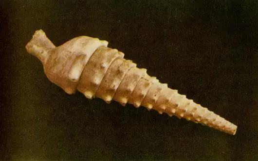 Этой большой улитке около 50 млн лет Ее витки закручены по букве Z Морской - фото 40