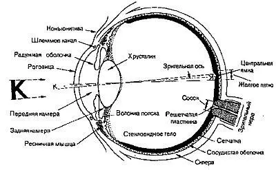 Рис 25 Схема горизонтального сечения глаза Движения изменяющие направление - фото 13