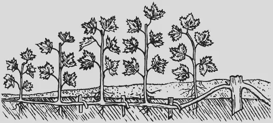 Рис 2 Размножение крыжовника горизонтальными отводками Если почва пересохла - фото 2