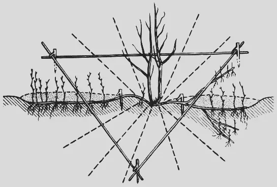 Рис 3 Схема укладки ветвей крыжовника на отводки Отводки с хорошо развитыми - фото 3