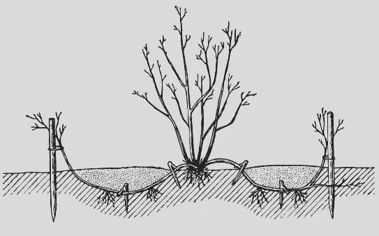 Рис 4 Размножение крыжовника дуговидными отводками В течение лета почву около - фото 4
