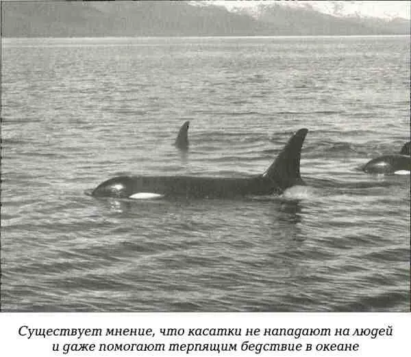 Существует мнение что касатки не нападают на людей и даже помогают терпящим - фото 42