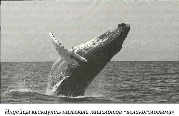В начале существования Русской Америки племена индейцев квакиутль заселяли - фото 43