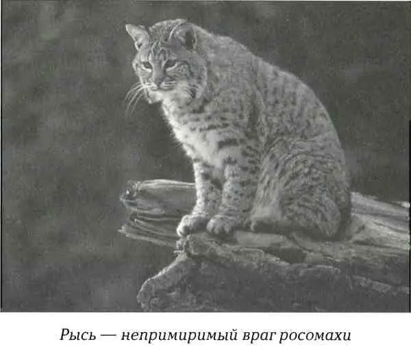 Охотники и в Старом и в Новом Свете сообщают что росомаха часто уничтожает - фото 47