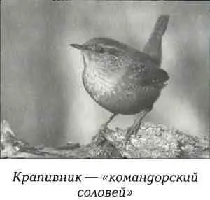Я поднял вверх голову Крапивник то камнем падал вниз и протяжно посвистывал - фото 53