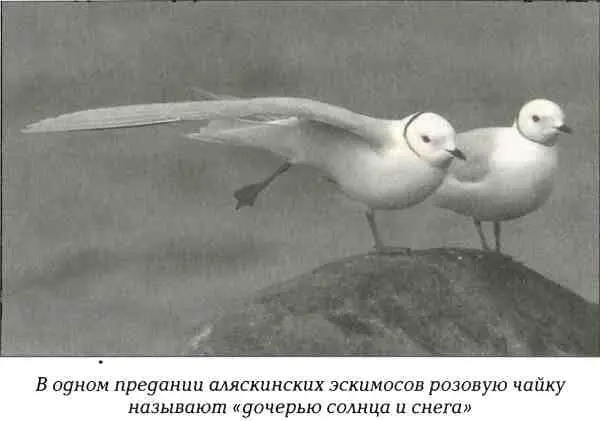 Надежду прилив новых сил приносит розовая чайка на своих крыльях Потом она - фото 63