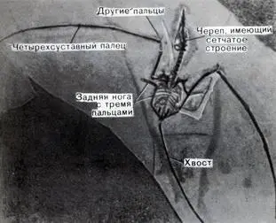 Фото 46 Скелет Rhamphorhynchus примитивной летающей рептилии найденный в - фото 102