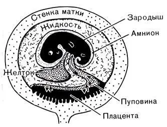 Рис 53 Основные черты зародыша и матки у плацентарных млекопитающих сравните - фото 106