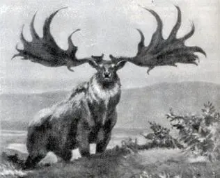 Фото 60 Гигантский олень Megaloceros giganteus самый крупный европейский - фото 142