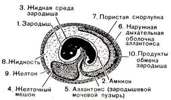 Рис 43 Основные черты строения амниотического яйца Помимо всего прочего это - фото 87