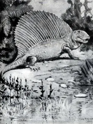 Фото 41 Диметродон Dimetrodon пермская ползающая рептилия длиной более трех - фото 90
