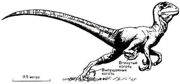 Рис 49 Deinonychus хищник вооруженный острыми когтями Некоторые двуногие - фото 98