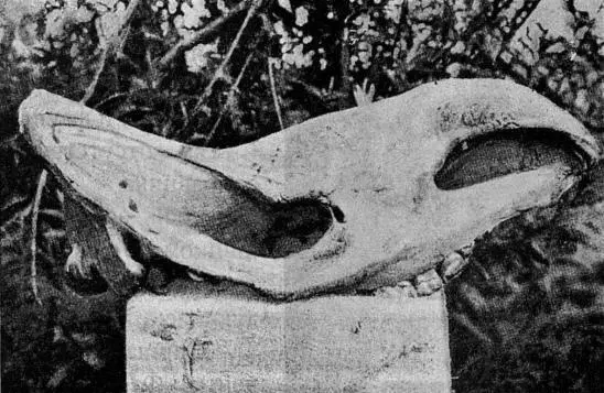 Рис 14 Череп ископаемого носорога Средства к жизни местные политические - фото 14