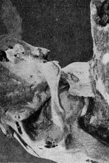 Рис 29 Часть костяка Мы покинули Березовку 15 октября 1901 года Весь - фото 29