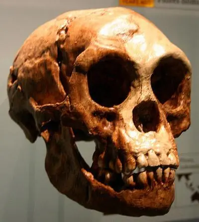 Homo floresiensis Крошечное существо ростом меньше пигмея вызвало недоуменнее - фото 245