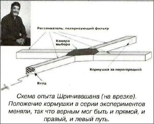 Ученые построили простой лабиринт из пары перекрещивающихся коридоров Так - фото 31