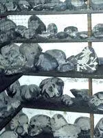 Древнейшая история человечества охватывающая многотысячелетний период - фото 57