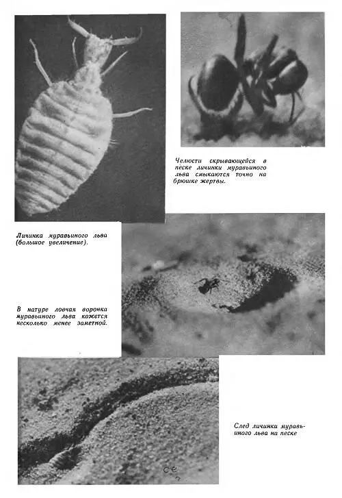ОМЕЛА ЯБЛОНЯ И МУРАВЬИ КРУПНЫЕ красные с коричневым или черным брюшком - фото 49