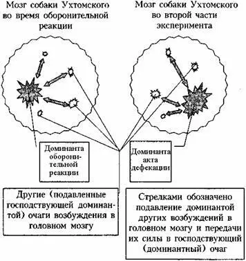 Рис 1 Электрическое состояние мозга собаки в опыте А А Ухтомского Принцип - фото 1