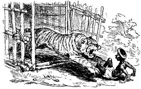 Однажды свирепый тигр попал в клетку Напрасно ревел и бился страшный зверь о - фото 37