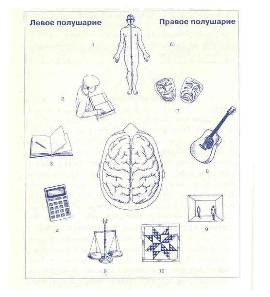 1 Контролирует правую сторону тела 2 Понимание речи чтение речь 3 - фото 4