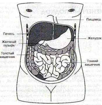 Рис 41 Внутренние органы Если внимательно посмотреть на рисунок то - фото 1