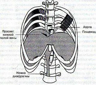 Рис 61 Строение диафрагмы Поскольку диафрагма состоит из мышц и сухожилий - фото 5