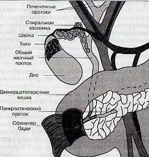 Рис 610 Желчный пузырь Желчный пузырь орган в котором накапливается - фото 14