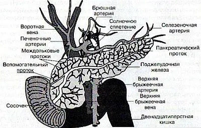 Рис 630 Строение поджелудочной железы В связи с тем что поджелудочная - фото 33