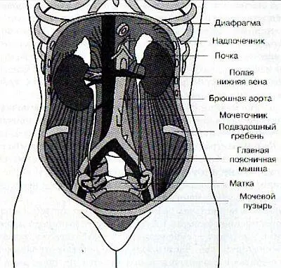 Рис 633 Схема женсой мочеполовой системы Верхняя часть почки покрыта - фото 36
