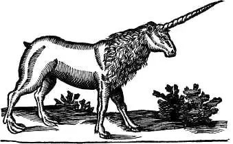 Единорог по латыни unicornus пофранцузски licorne животное которое часто - фото 10