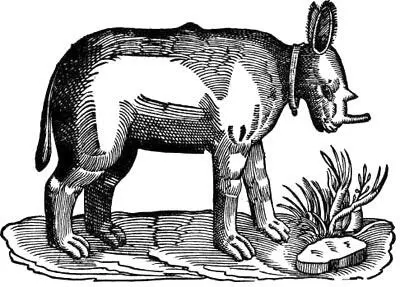 Носорог полатыни rhinoceros называется Огромный как бык цвет как у слона - фото 14