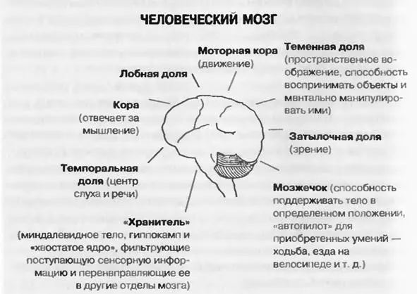 Продолговатый мозг также называемый змеиным поскольку он схож по строению и - фото 1