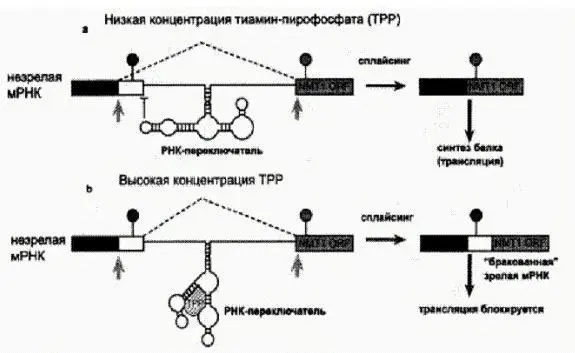 На этом рисунке показано как РНКпереключатель регулирует альтернативный - фото 107