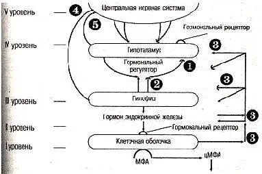 Уровни нейроэндокринной регуляции в организме I внутриклеточный уровень - фото 1