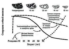 Инволюция зобной железы один из кардинальных биомаркеров старения - фото 3